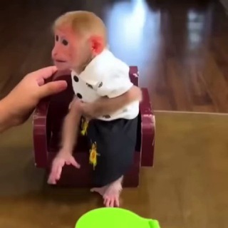 Переходник гиф бибизянки monkey пон вахуи