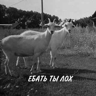 Мем или мэм