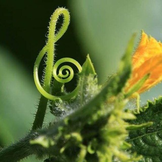 МЫСЛИграмм