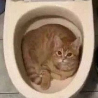 микрочелы🍪