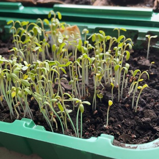 Александр Mikrozelenov