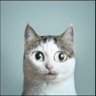 Милота хвоста - пушистый юмор.🐾