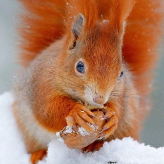 Мимишности канал🐾