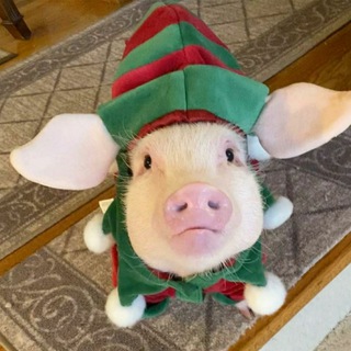 Свинятор 🐽 Piggy Минипиги Minipiggy Поросята