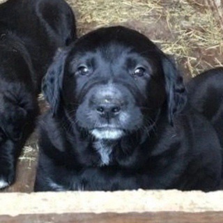 МИХАИЛ ОНЛАЙН