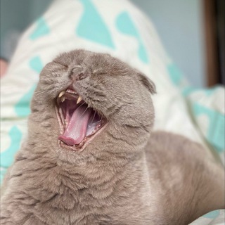 Cat picture a day keeps mental breakdown away