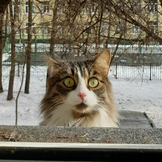 Мемасики разрушают твою жизнь