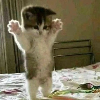 мод на тикток