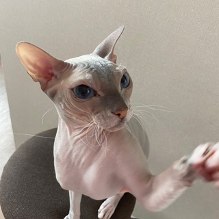 мод для тик тока