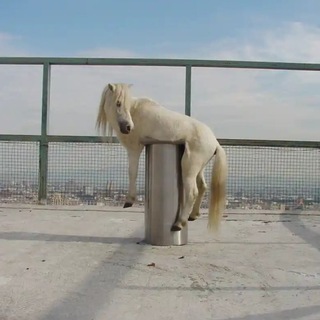 Вопилки и пыхтелки