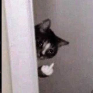 молчание котят