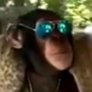 Monkey Business Crypto