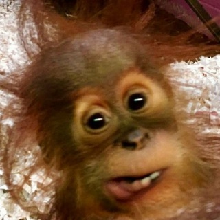 Гутаны энд лайф!