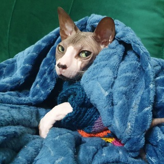 Кот-Наркот в Армении🇦🇲