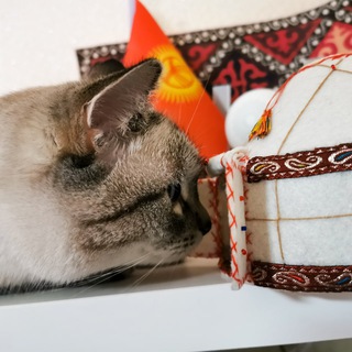 Дневник кочевника 🐫