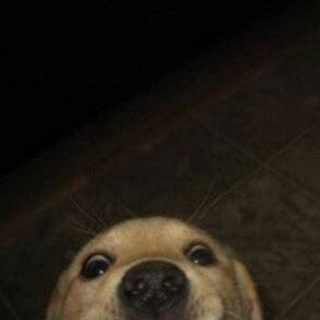 Gringe nyanja (пепс)