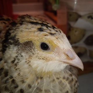 🐥 perepelki_korolev | Перепелиная эко-ферма