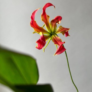 Moonwood цветы в наличии