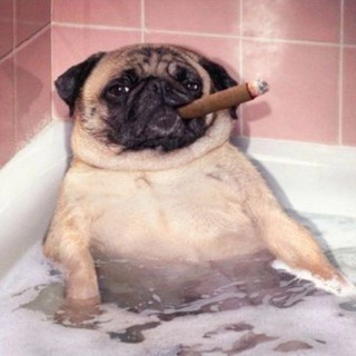 🍭МопсоДом🍭ПИТОМНИК МОСКВА🌐Щенки Мопса🍭Щенки Французского бульдога