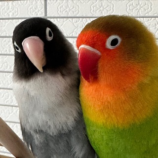 Шишка, Морковка и Картошка