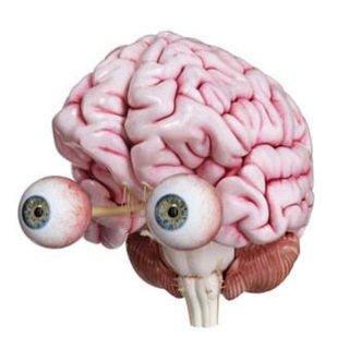 Мозг Ящер Инвест 🐙