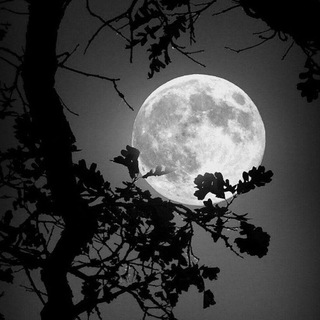 Клёнская помойка