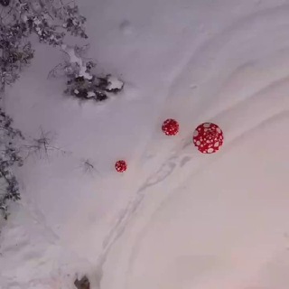 Мухоморы красные сушеные