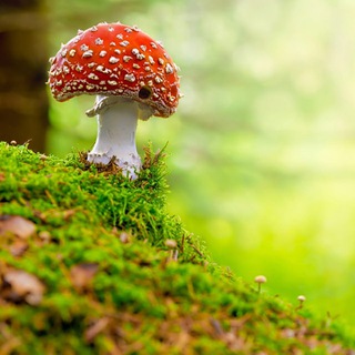 Мухомор Алтайский край