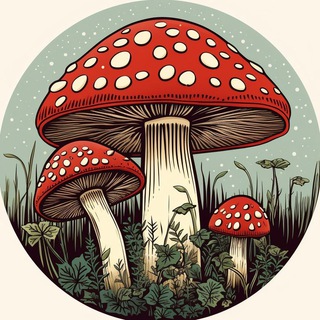 Мухомор Красный 🍄 Amanita Muscaria / Микродозинг Ежовик