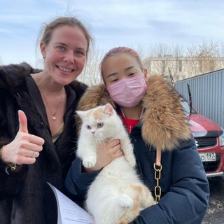 Munchkin kittens, cat, cats, munchkinfold, munchkin, scottishkilt, манчкин котята, кошки, коты,котята