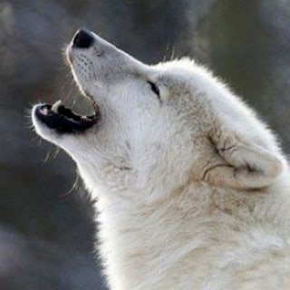 Санитары Мурмана