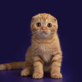 Murmarish питомник Scottish fold