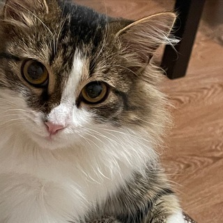 Пуша-лапуша