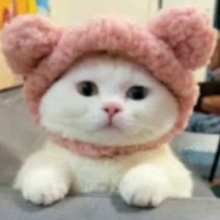 My cat | Канал про кошек