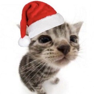 𝓶𝔂 𝓵𝓲𝓯𝓮🐾