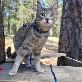 Домашние питомцы😻