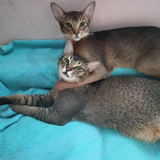 Бася и Ларс