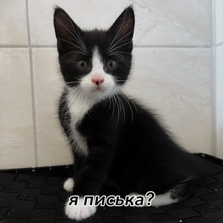 майлитлгидрапони