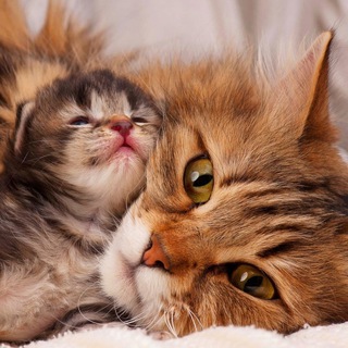 Кошечки-котята мур🐈‍⬛