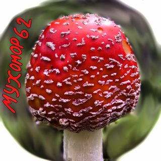 🍄 Мухомор_РФ 🍄