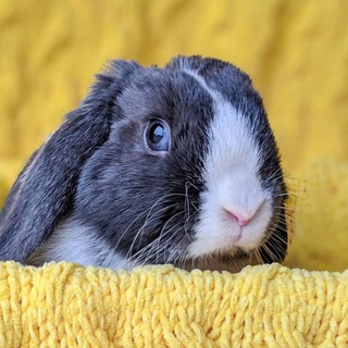 Напастачечная