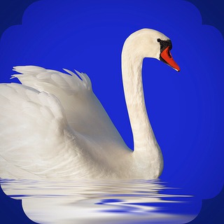 Родник 🇷🇺 | О Родине