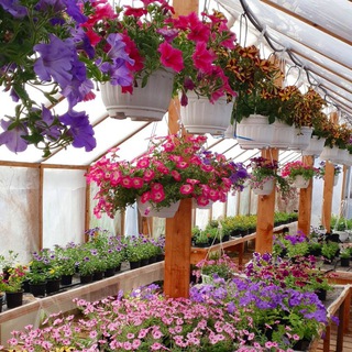 Natali.Tsykun_Formula.leta🌸🌿вегетативка, цветы, рассада, ландшафты