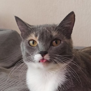 Наташин трикотаж 🐈