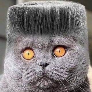 природа 🐝 животные 🦊коты😺