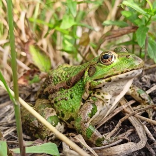 Библиотека натуралиста