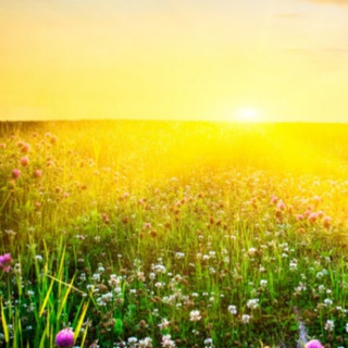 Чат с Нелли Д.