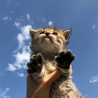 Кицы плюмака