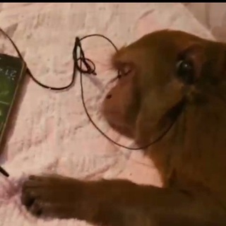 Пон/вахуи и обезьянки🐵