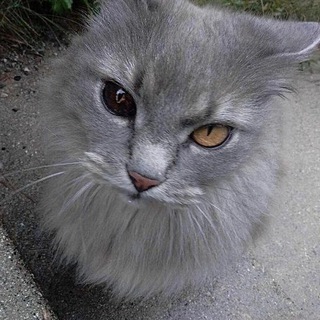 подслушано тг